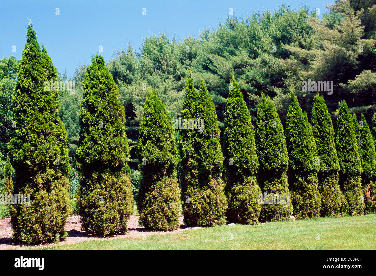 Dommages aux cerfs couverture thuya (Thuja occidentalis) / New Hampshire Banque D'Images