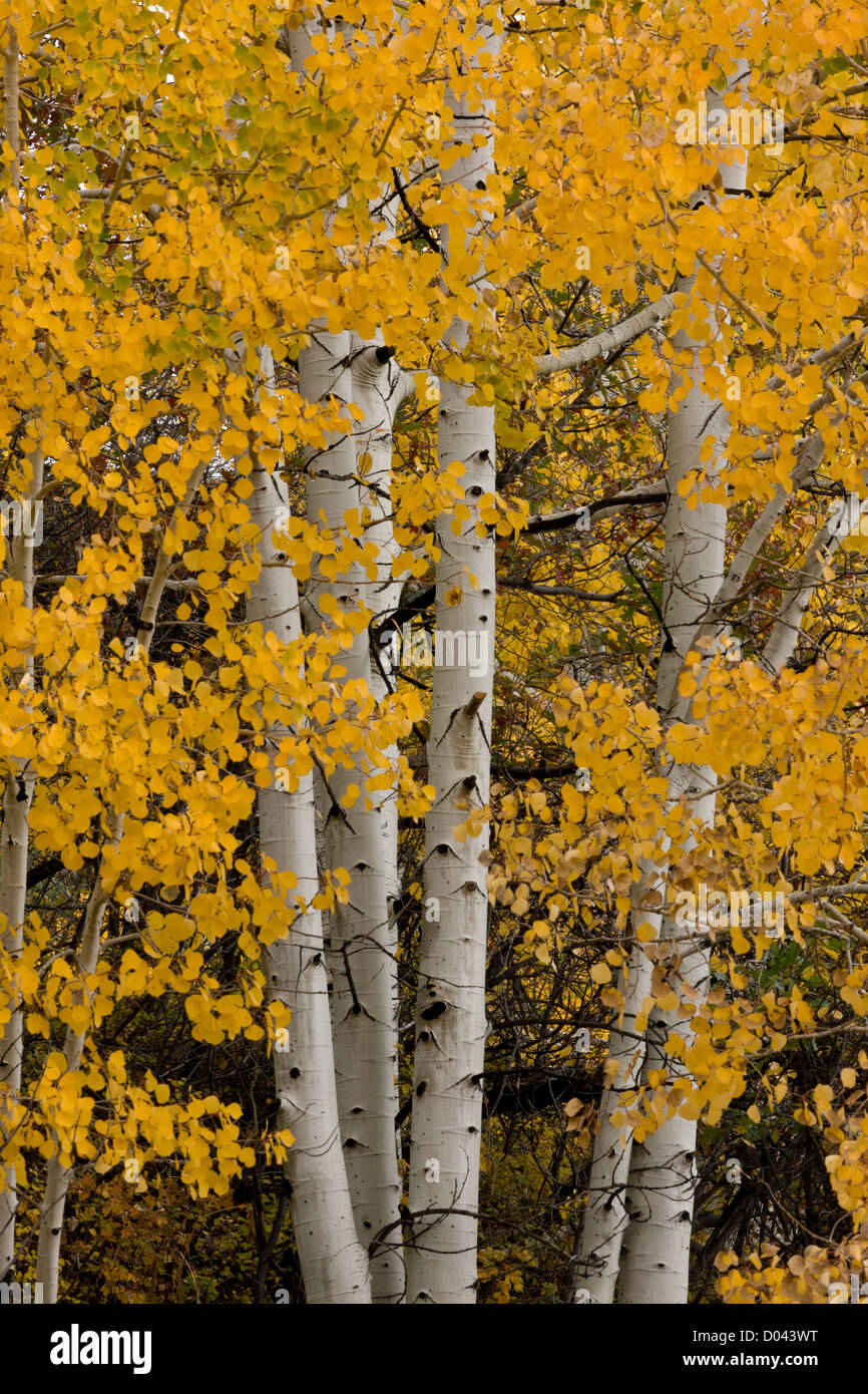 Tremble, Populus tremuloides, forêt en automne, dans la région de Montagnes La Sal, près de Moab, au sud-est de l'Utah, USA Banque D'Images