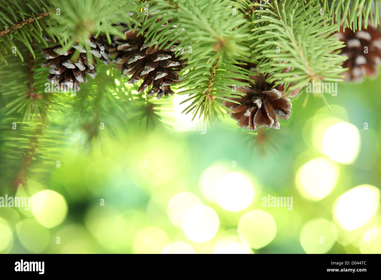 De Gros plan sur les branches de sapin lumières fond abstrait Banque D'Images