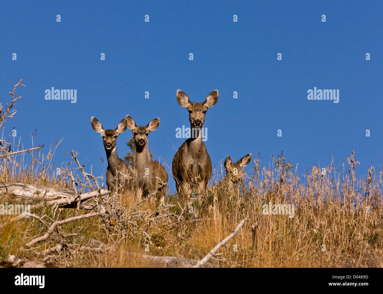 Groupe de cerf mulet, Odocoileus hemionus dans la Montagnes La Sal Manti, automne, Utah, USA Banque D'Images