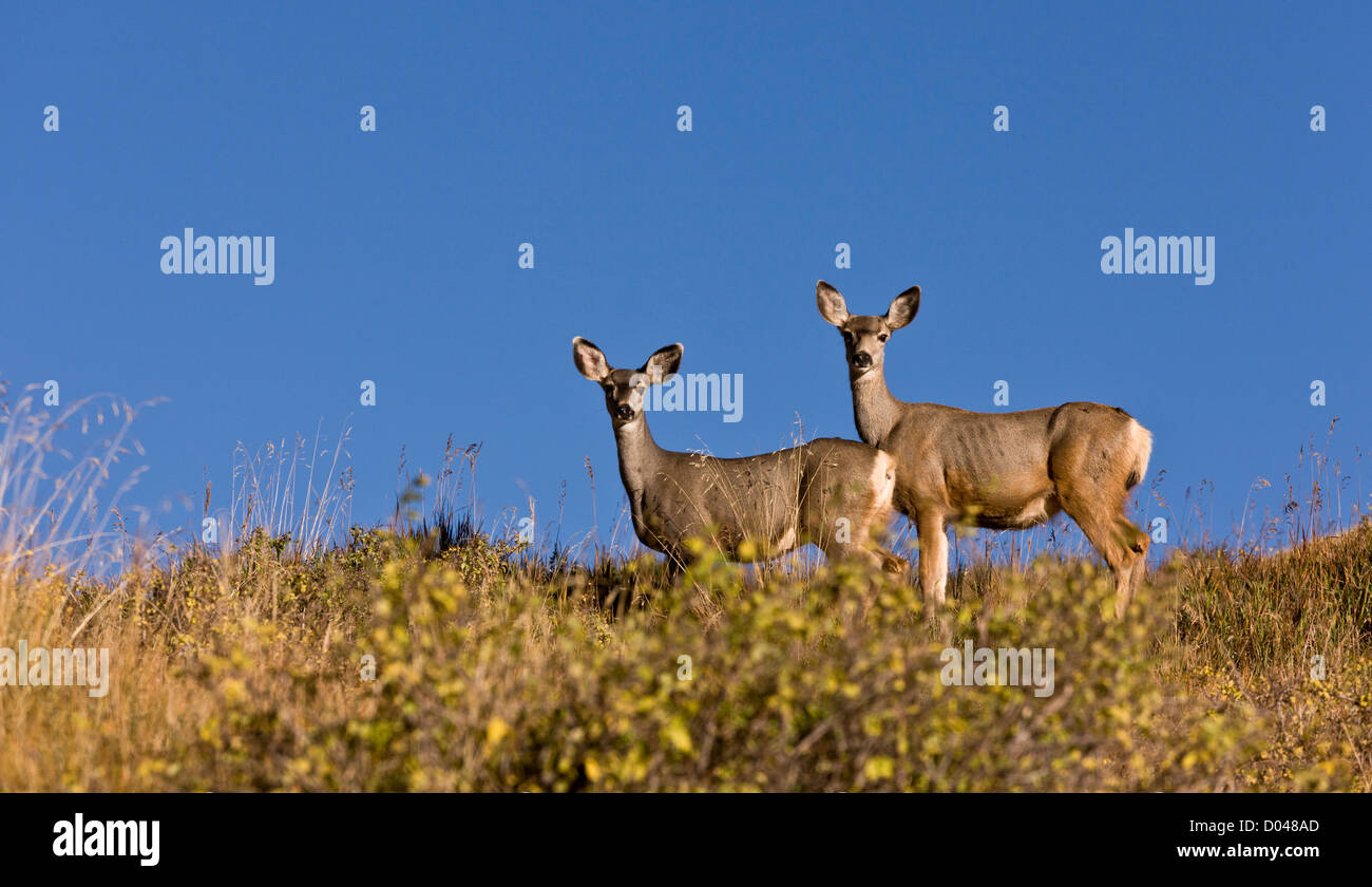 Paire de mule deer (Odocoileus hemionus dans les Montagnes La Sal Manti, automne, Utah, USA Banque D'Images