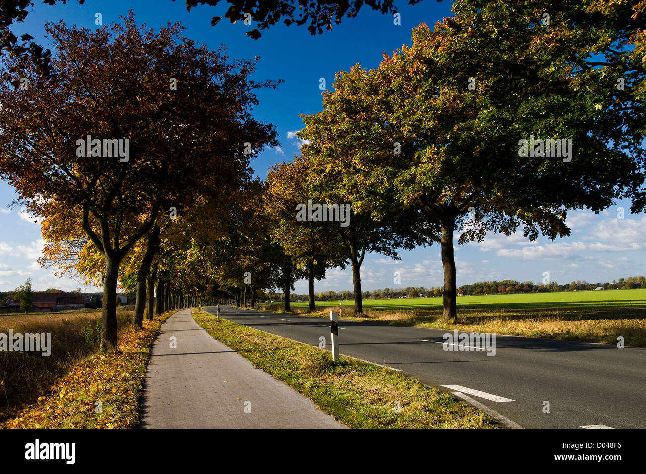 Avenue d'automne au soleil Banque D'Images