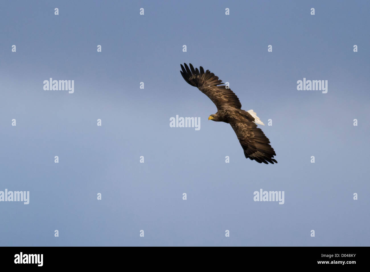 Queue blanche, blanche Haliaeetus albicilla, encerclant les frais généraux. île de Mull, en Ecosse. Banque D'Images