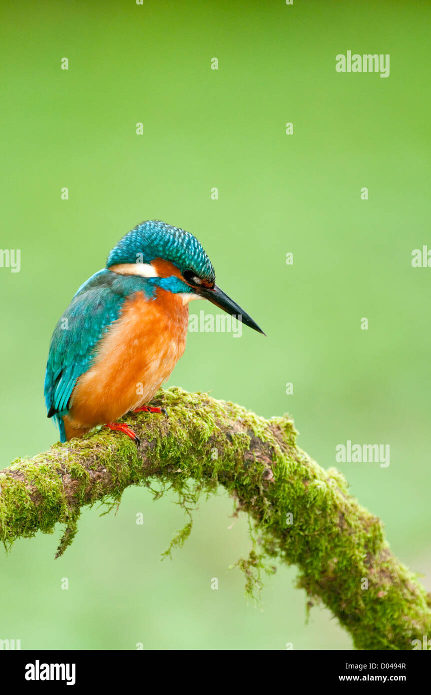 Kingfisher commun sur la branche moussue Banque D'Images
