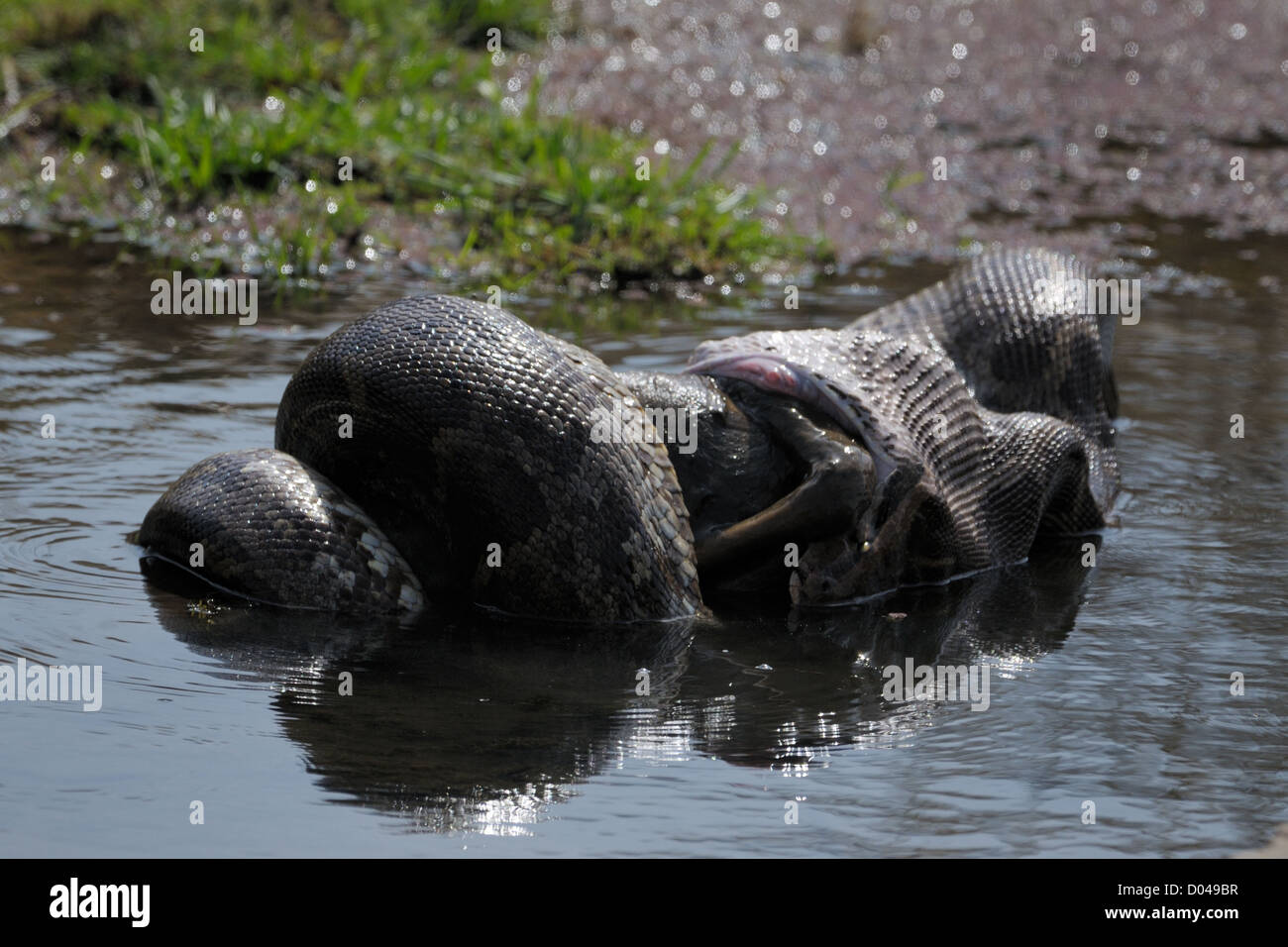 Python de manger un chevreuil. Banque D'Images
