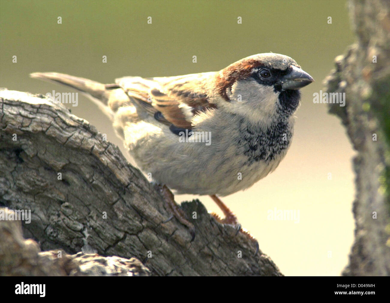 House Sparrow Passer domesticus Sparow UK oiseaux jardin maintenant en déclin grave Banque D'Images