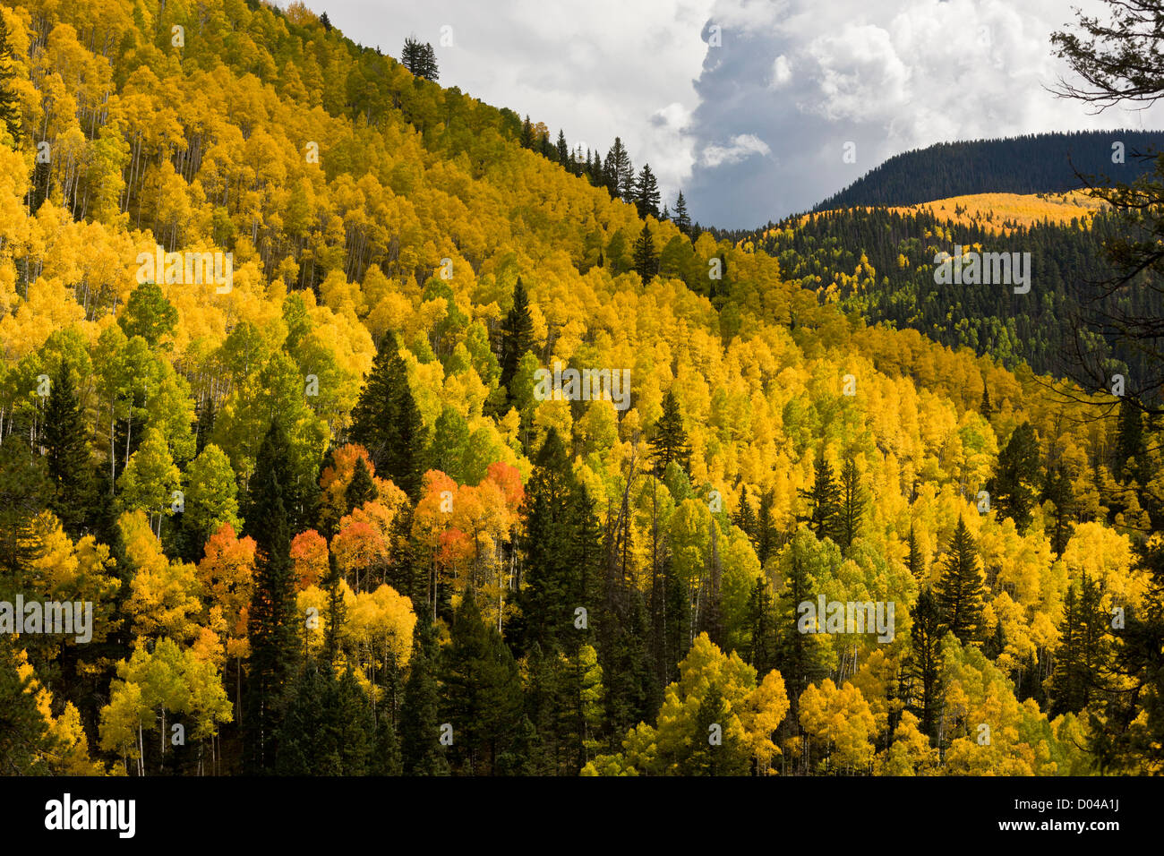 Couleurs d'automne dans les montagnes de San Juan, au-dessus de la vallée de Dolores, avec le tremble (Populus tremuloides) et Douglas Firs, Colorado Banque D'Images