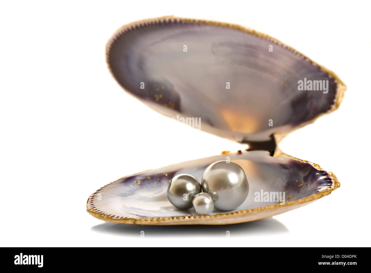 De belles perles dans un shell sur fond blanc, pur Banque D'Images