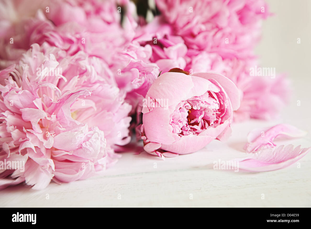 Belles fleurs de pivoine rose sur la surface du bois Banque D'Images