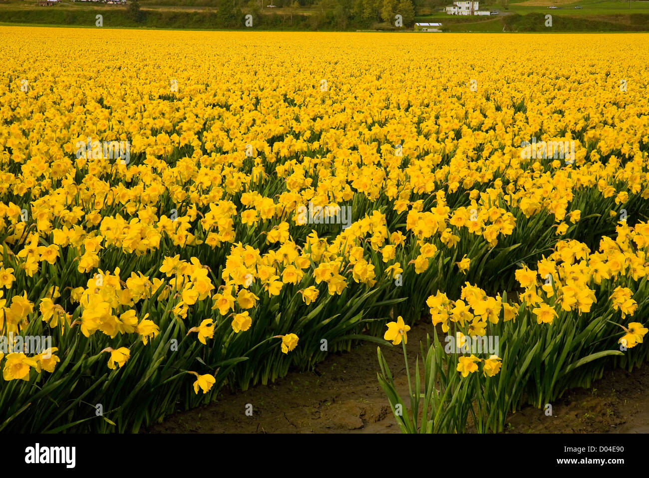 WA06561-00...WASHINGTON - Domaine des jonquilles dans la rivière Skagit Valley près de Mount Vernon. Banque D'Images