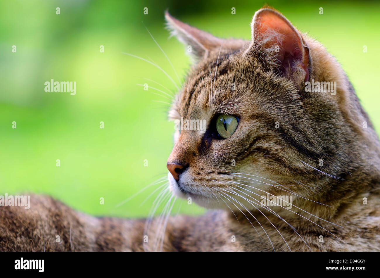 Un portrait de cat cat Banque D'Images