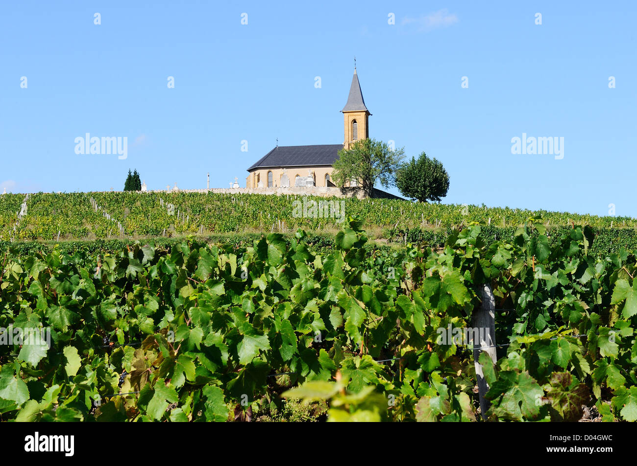 Vignobles et churchin pays français en été Banque D'Images