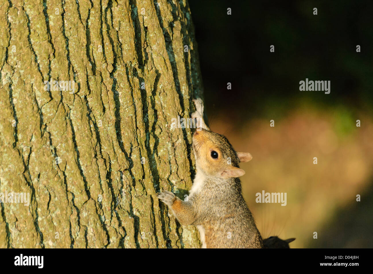 L'écureuil gris Sciurus carolinensis, chasse, autour d'un arbre-tronc par Le Taff Trail à Cardiff. Banque D'Images