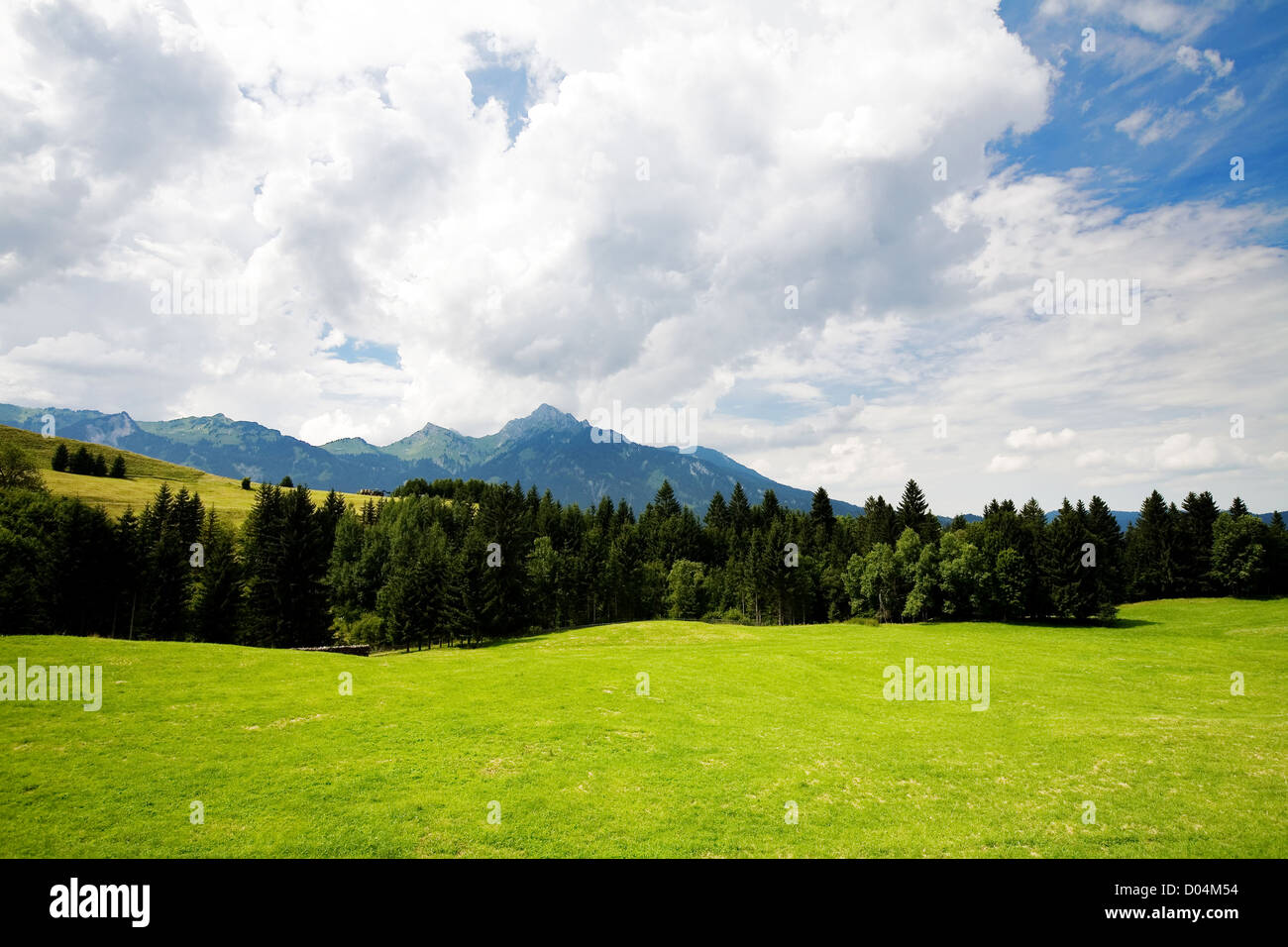 Grass Valley en forêt durant l'été Banque D'Images