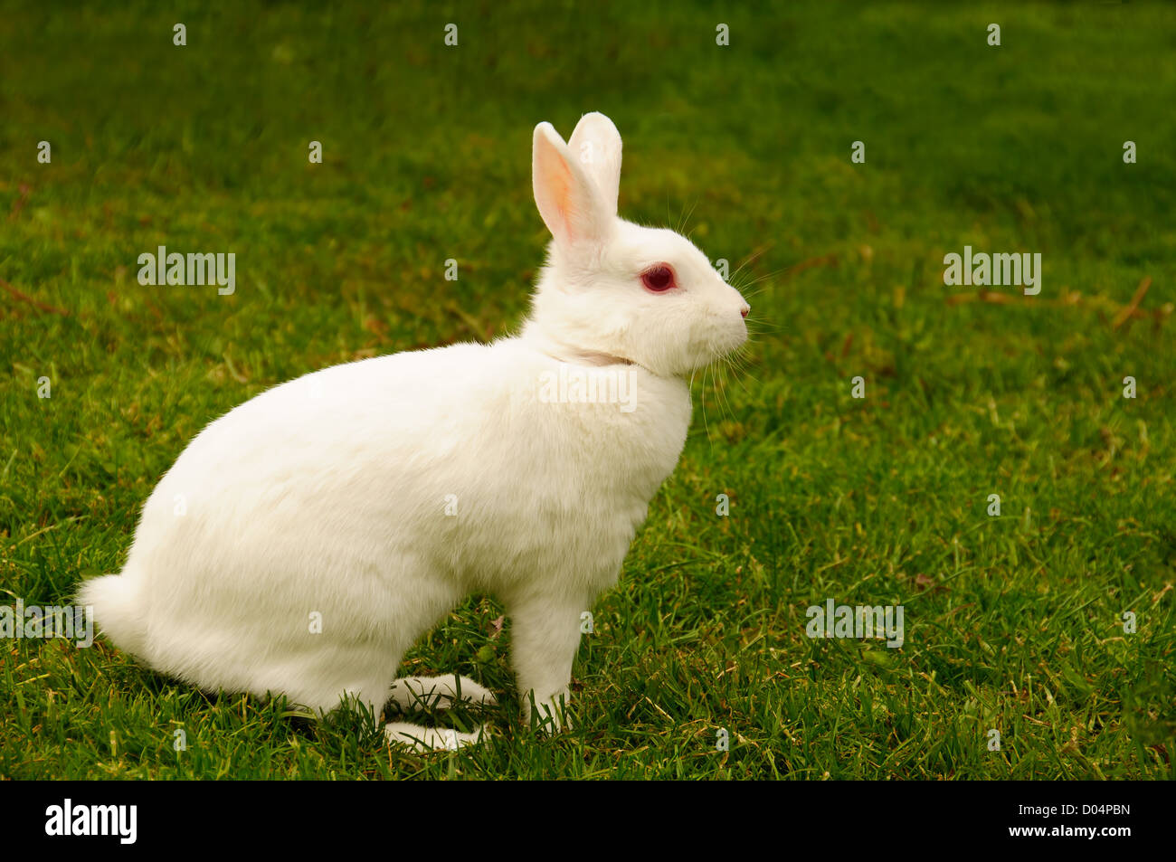 Un lapin blanc de profil Banque D'Images
