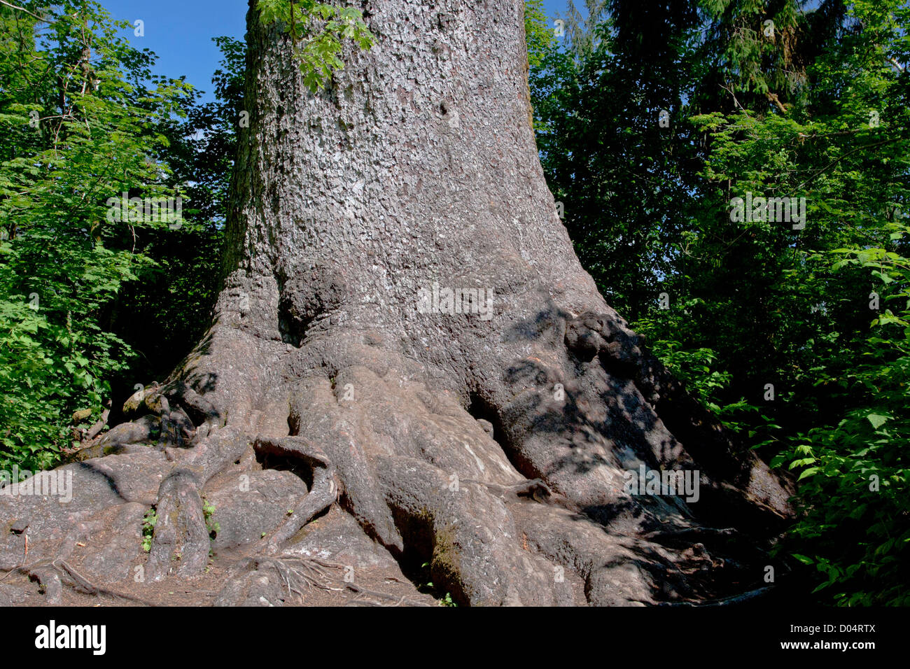 Une vue de la base du tronc des plus grands Epicéa de Sitka (Picea sitchensis) arbre dans le monde près du lac Quinault, Washington, USA Banque D'Images