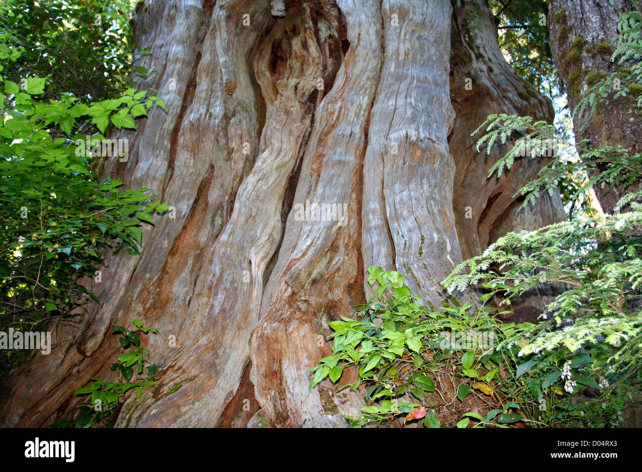 Une vue de la base du tronc du plus grand cèdre rouge de l'Ouest (Thuja plicata) arbre dans le comté de Jefferson, Washington, USA Banque D'Images