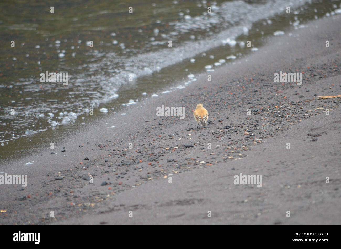 Petit pinson indigènes sur les rives du lac à Petrohue, Patagonie Chilienne Banque D'Images