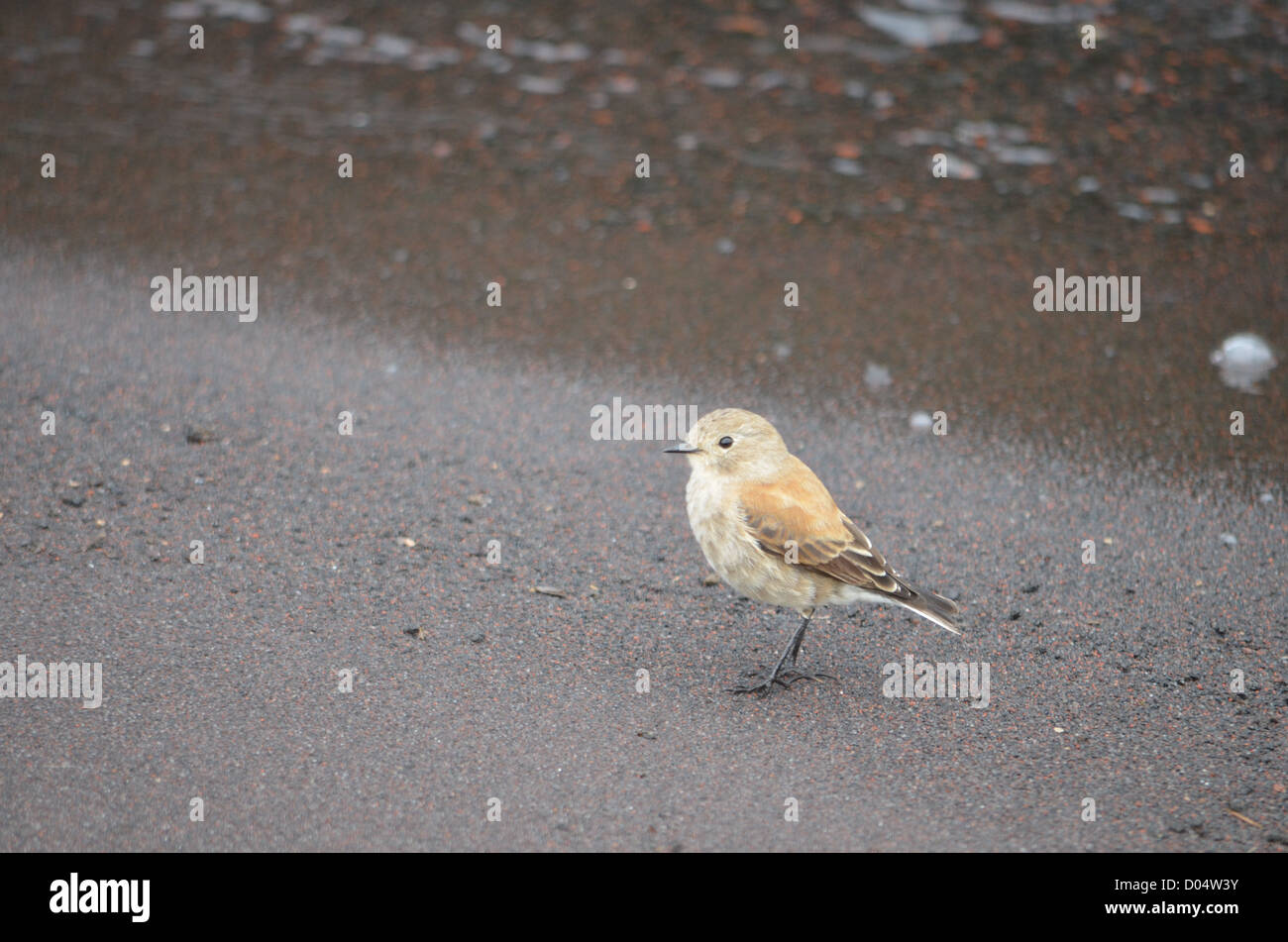Petit pinson indigènes sur les rives du lac à Petrohue, Patagonie Chilienne Banque D'Images