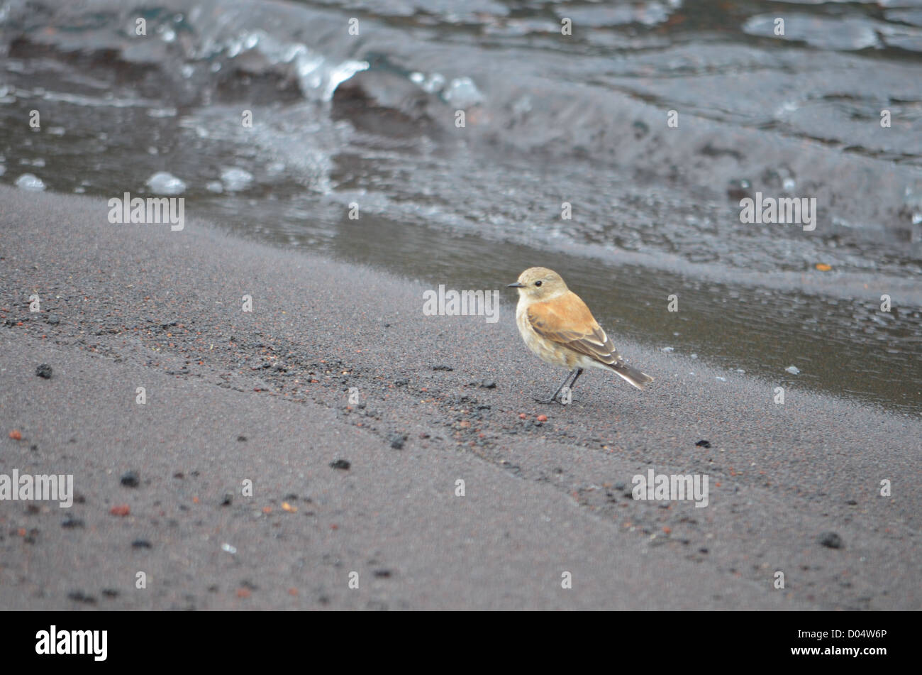 Petit pinson indigènes sur les rives du lac à Petrohue, Patagonie Chilienne Banque D'Images
