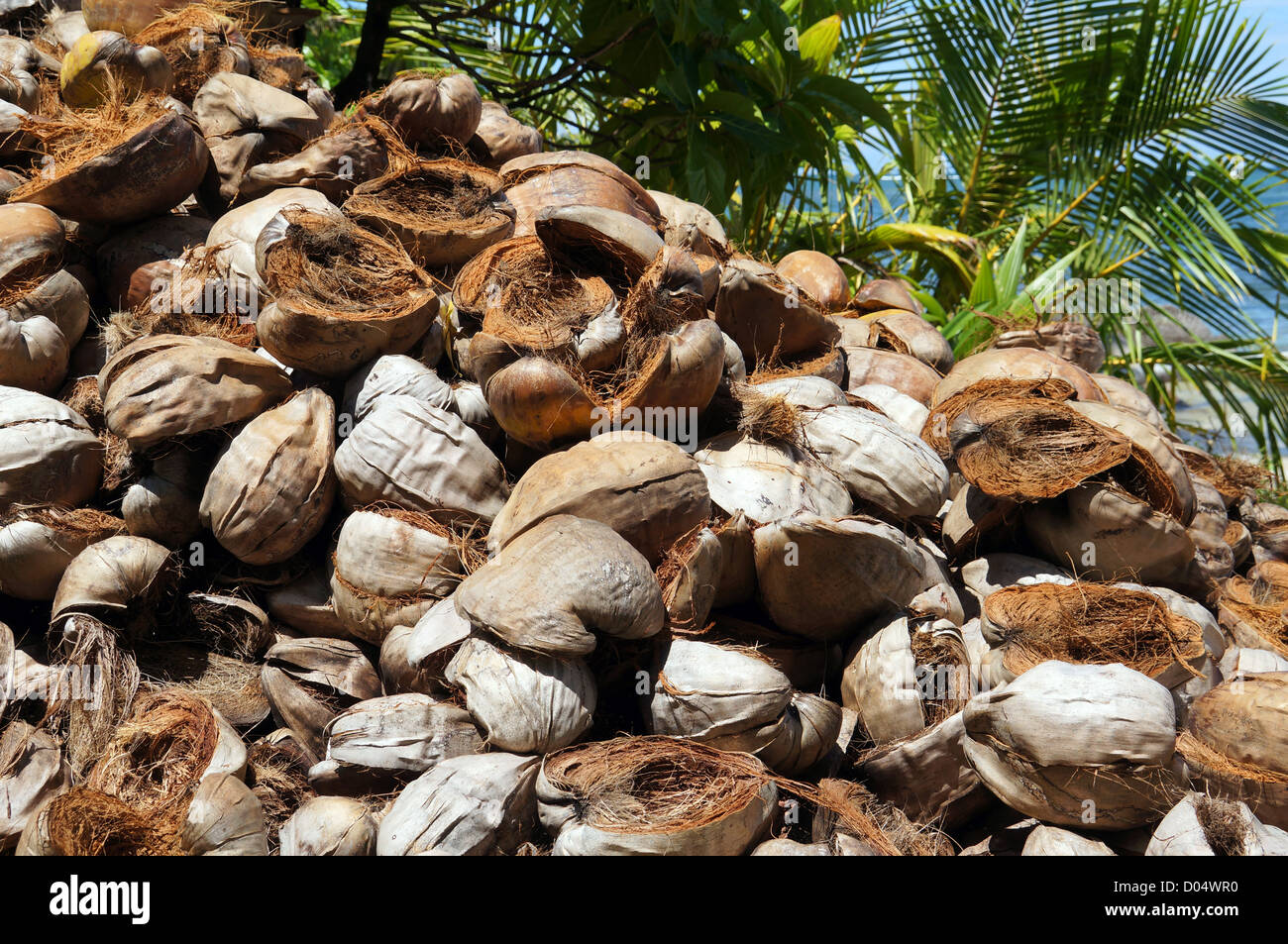 Pile de jeter les écorces de noix de coco à Bocas del Toro, PANAMA Banque D'Images