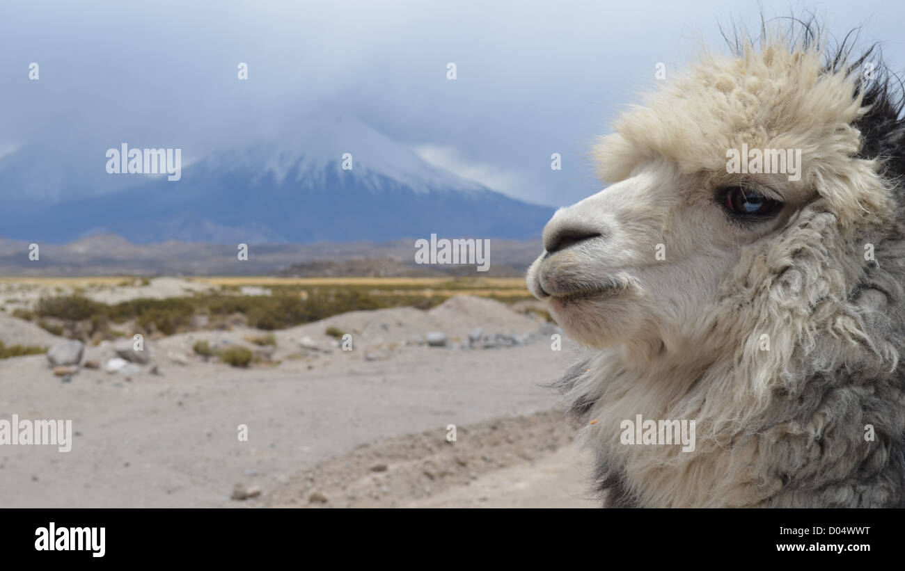 Sur la route avec Lama volcan Parinacota en arrière-plan. Le parc national de Lauca, au Chili. Banque D'Images