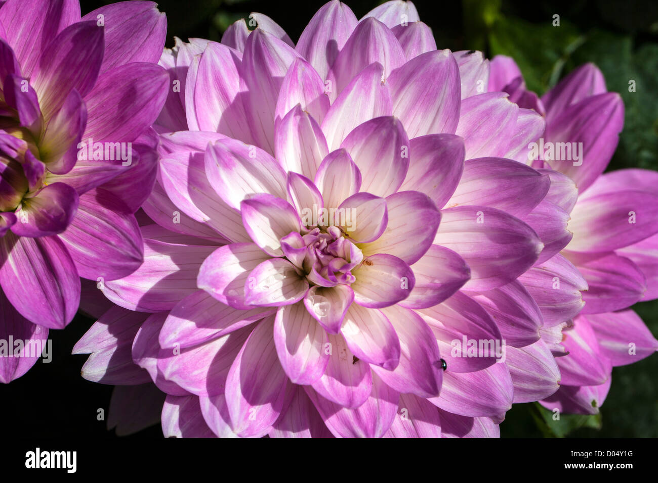 'Twilight time' dahlia nénuphar, Näckrosblommiga gruppen (Dahlia x Hortensis) Banque D'Images