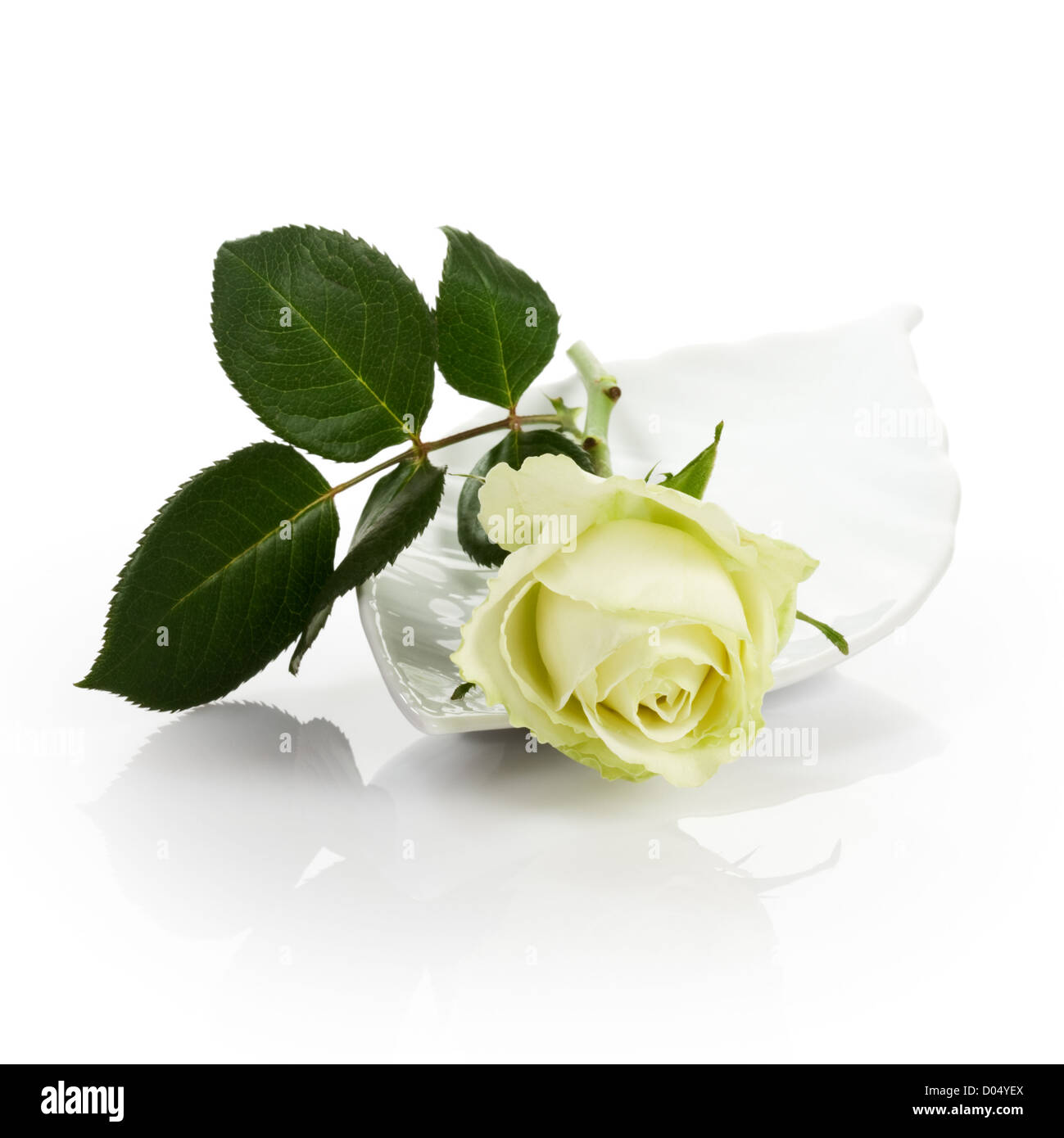 Fleur rose jaune pâle unique en porcelaine bol sur fond blanc Banque D'Images