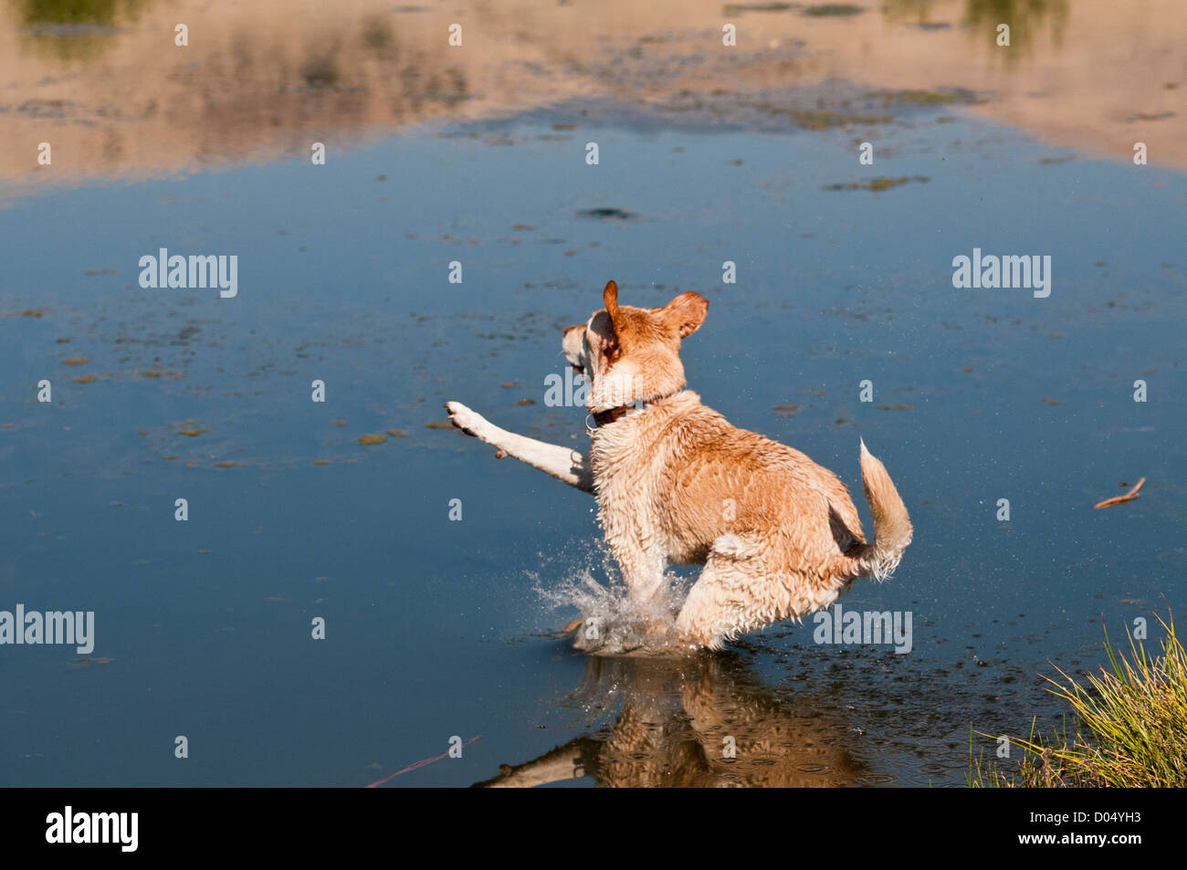 Labrador Retriever jaune sautant dans l'eau Banque D'Images