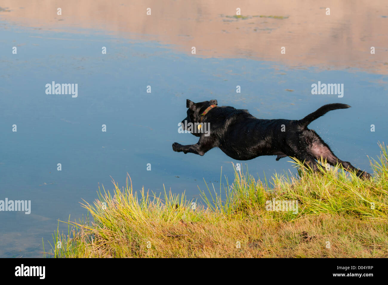 Labrador noir sautant dans l'eau Banque D'Images