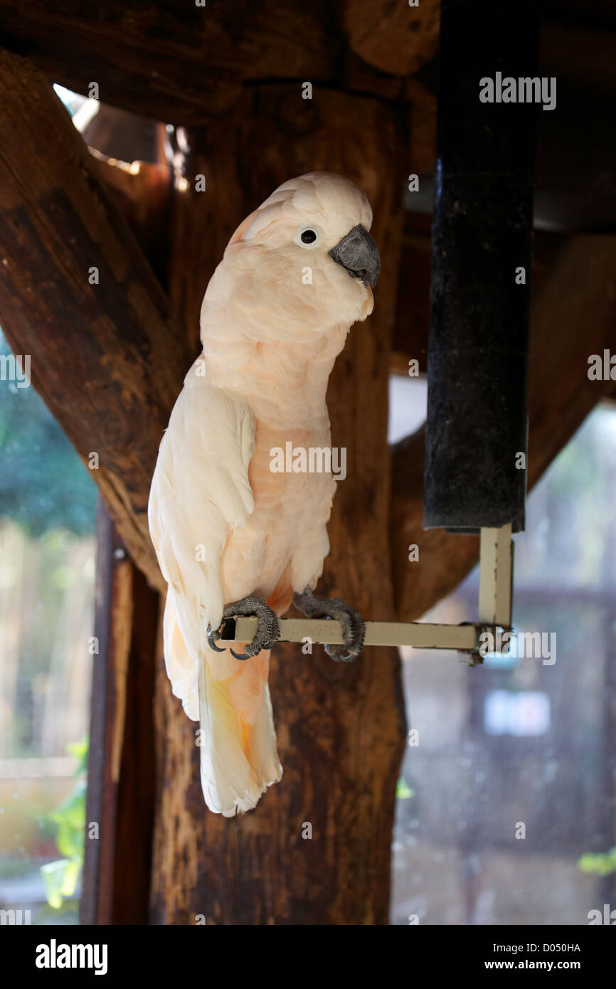 Grand cacatoès blanc Banque D'Images
