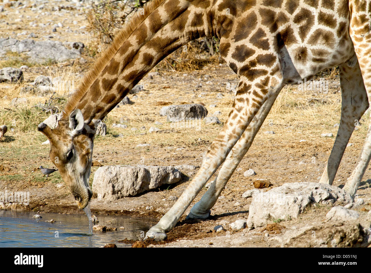Girafe se trouve au point d'eau et répond à sa soif Banque D'Images