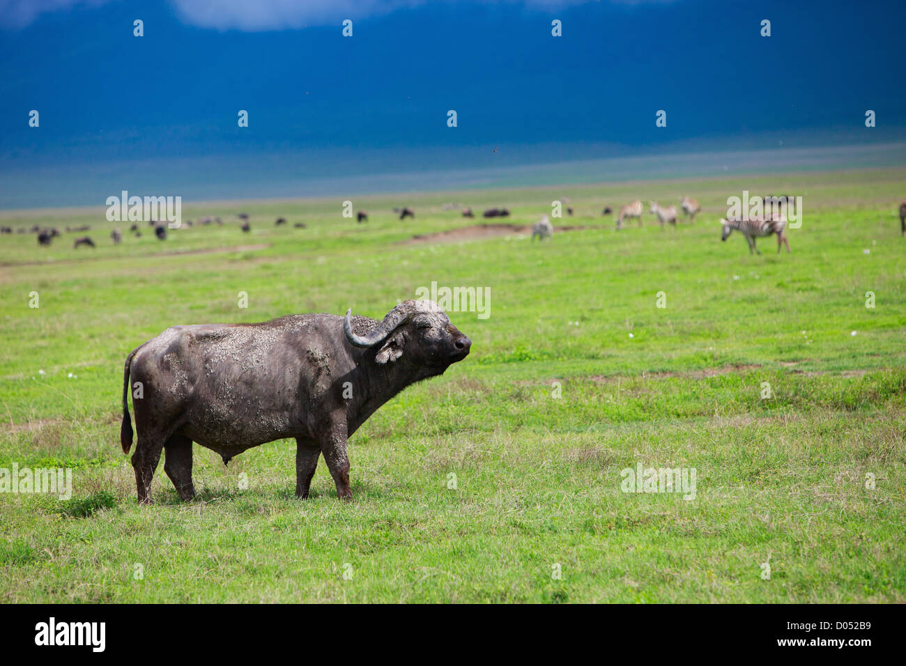 Buffle dans le cratère du Ngorongoro en Tanzanie Banque D'Images Buffle dans le cratère du Ngorongoro en Tanzanie Banque D'Images