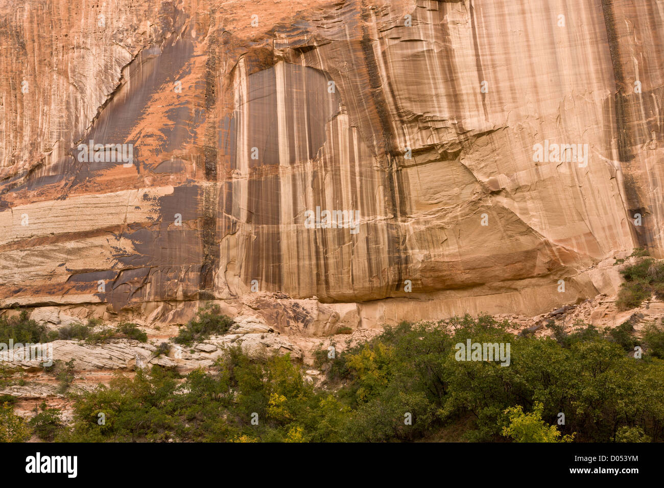 Sur le vernis du désert de grès Navajo canyon murs, Calf Creek, Grand Staircase-Escalante National Monument, au sud de l'Utah, USA Banque D'Images