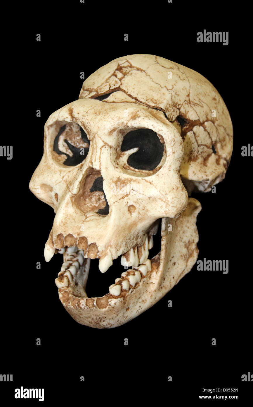Crâne Homo erectus Dmanisi Banque D'Images