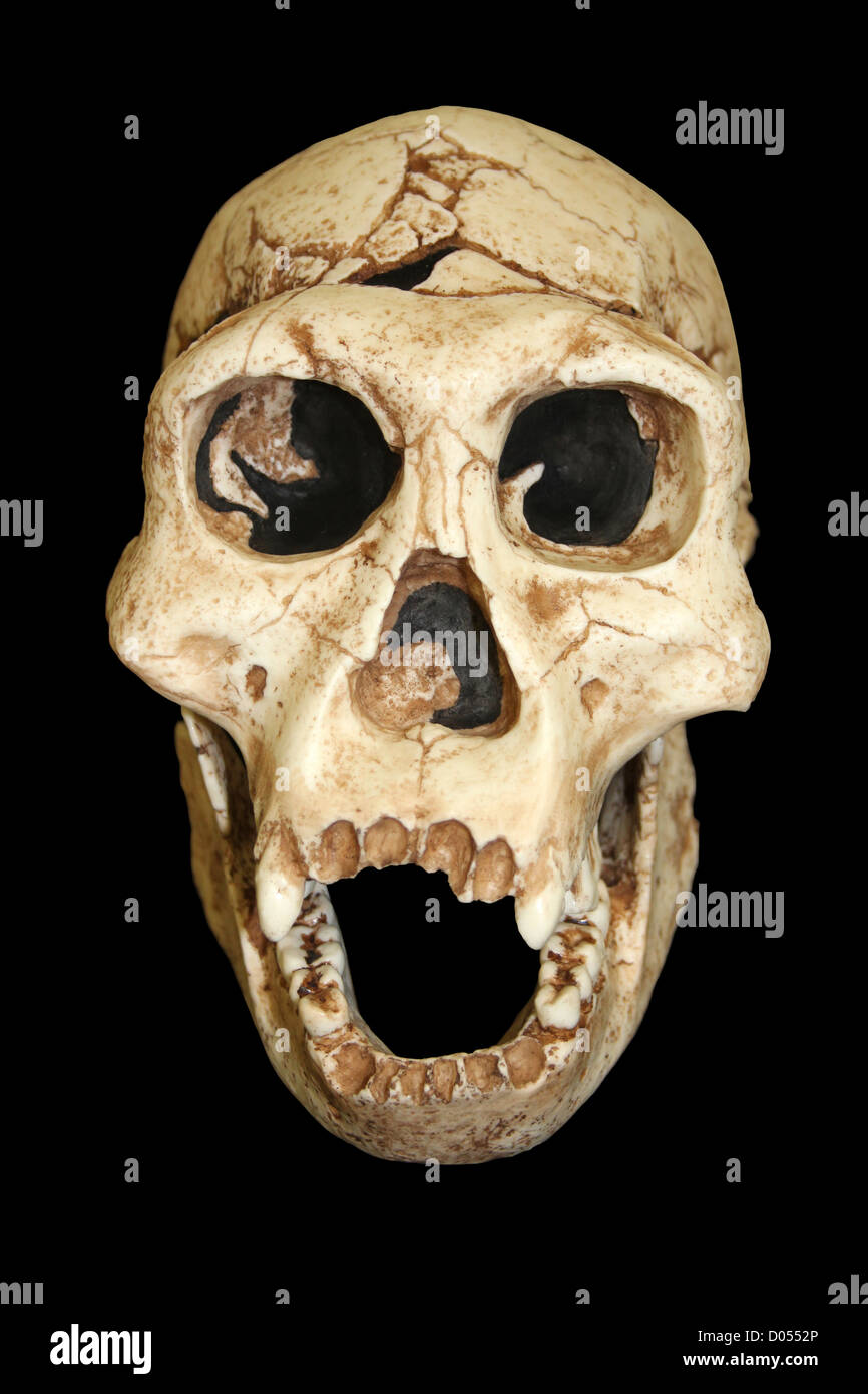 Crâne Homo erectus Dmanisi Banque D'Images