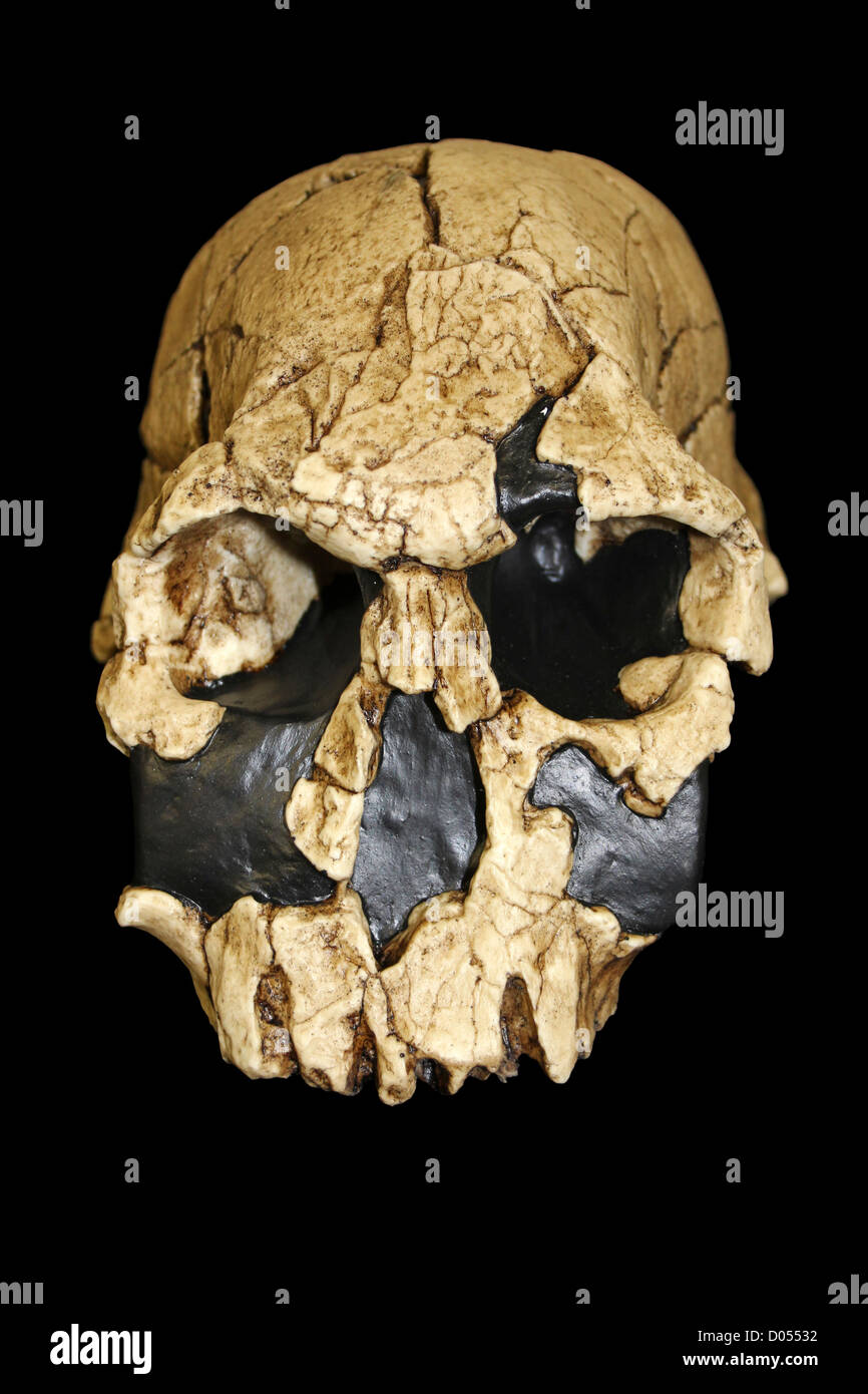 Crâne d'Homo rudolfensis KNM-ER 1470 Banque D'Images