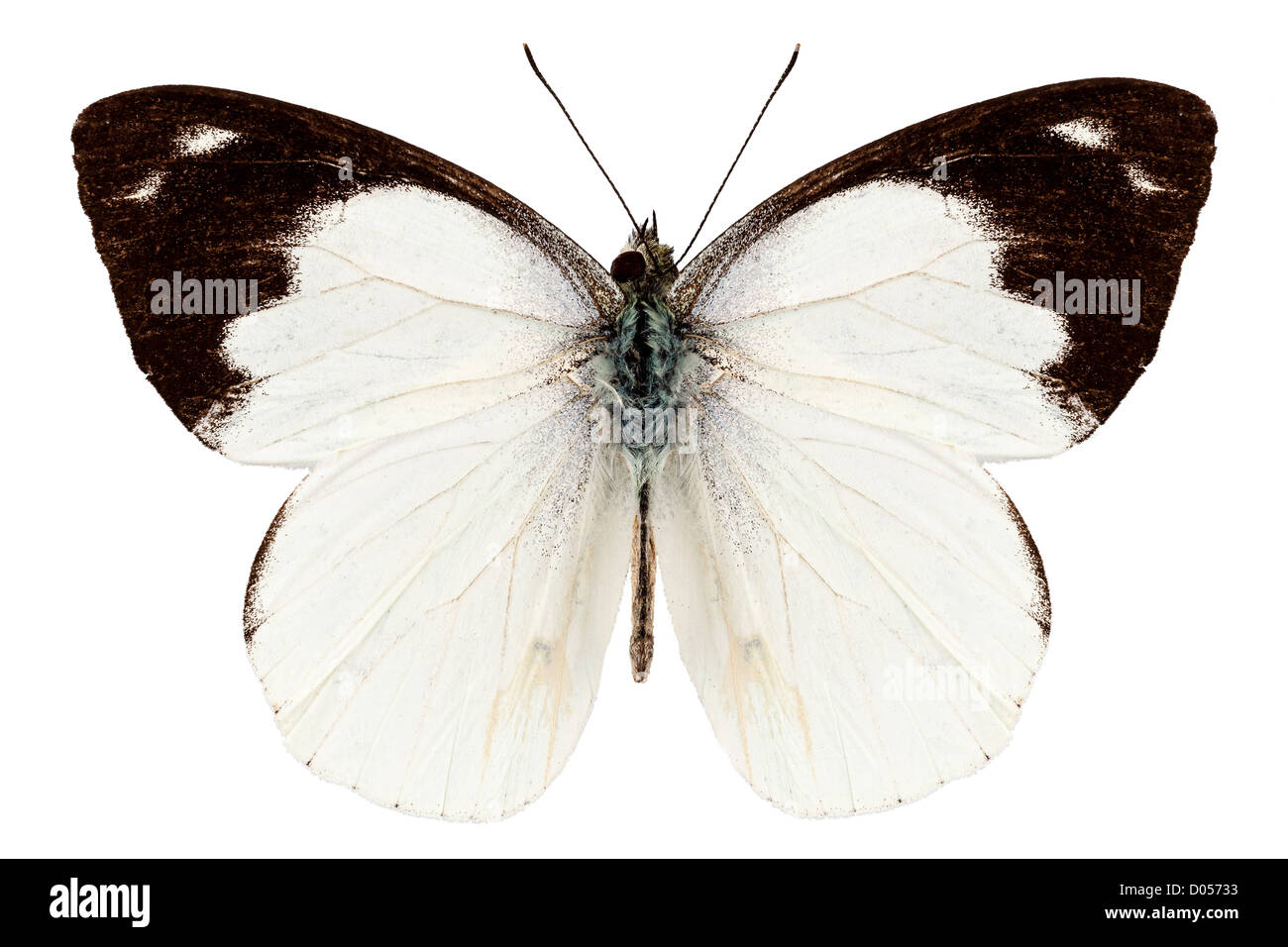 Espèce de papillon blanc Apias Indra Indra Banque D'Images