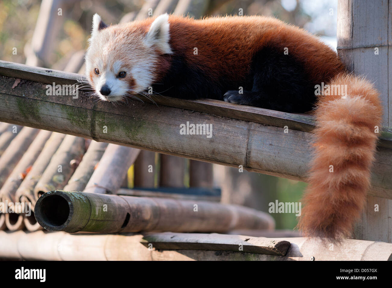 Petit panda rouge (Ailurus fulgens) avoir un reste Banque D'Images