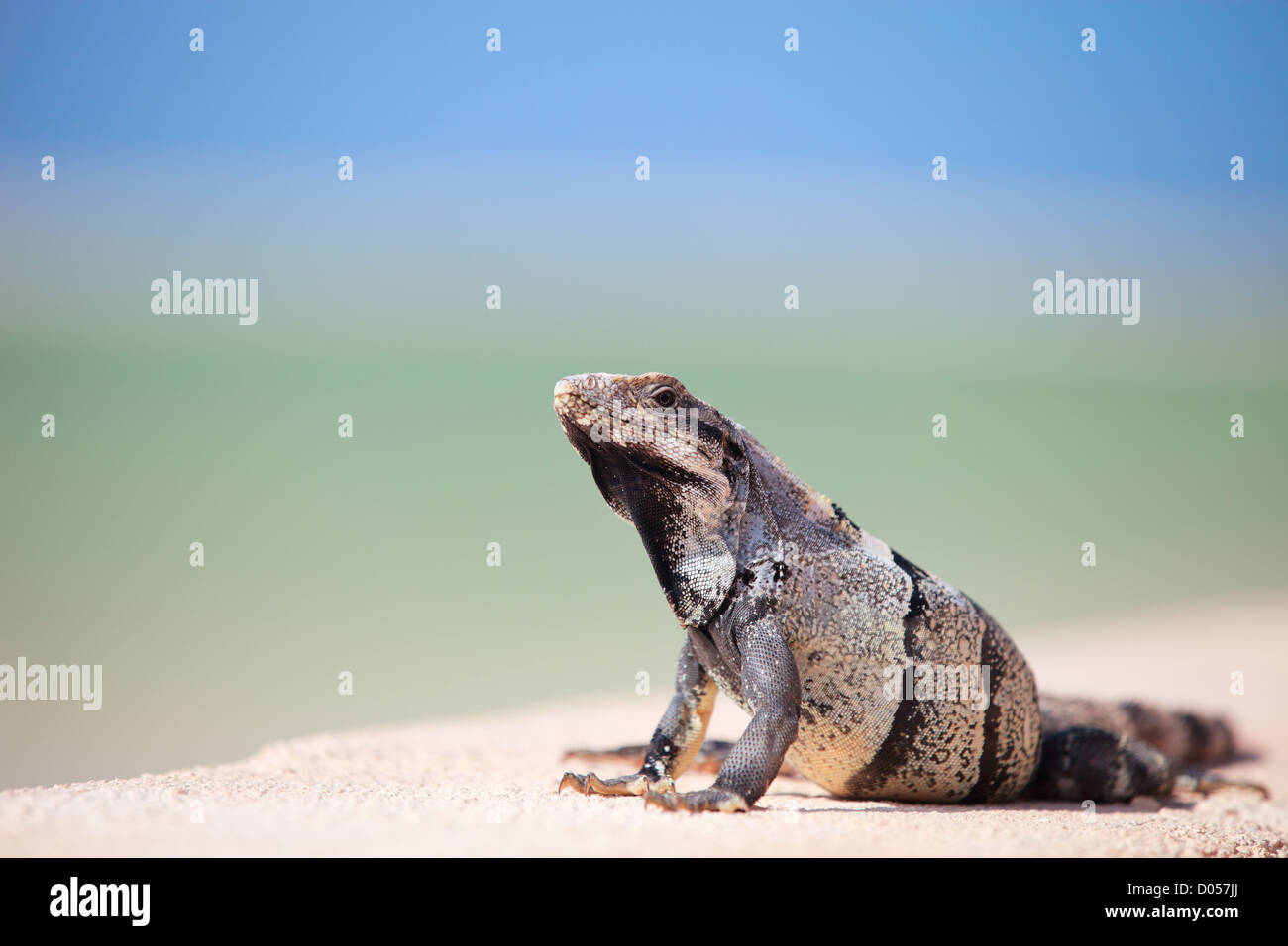 Iguane mexicain Banque D'Images