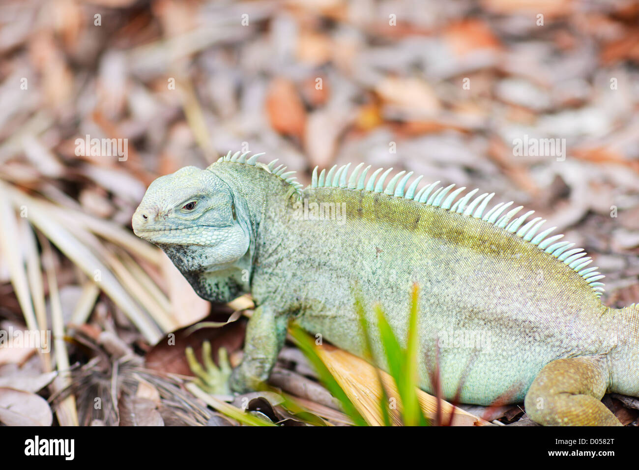 Iguana Rock à peu d'eau Cay Banque D'Images Iguana Rock à peu d'eau Cay Banque D'Images