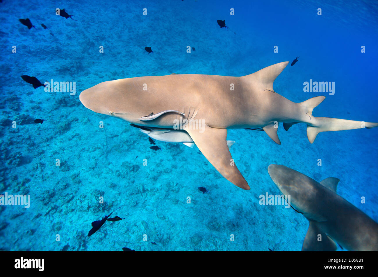 Requins citron Banque D'Images