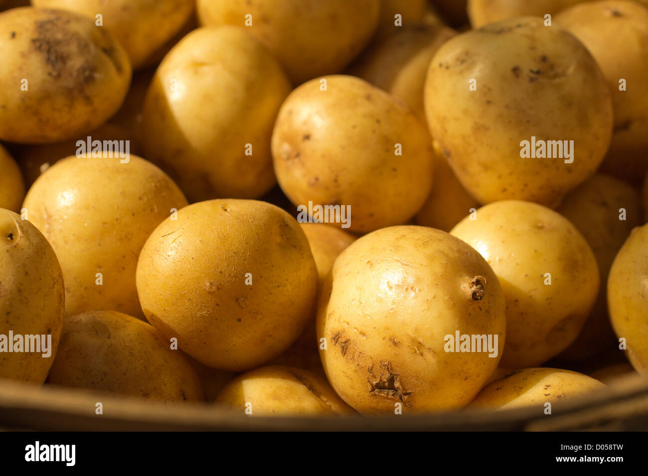 Les pommes de terre sur l'affichage, Farmer's Market, Hardwick, Vermont, Etats-Unis Banque D'Images
