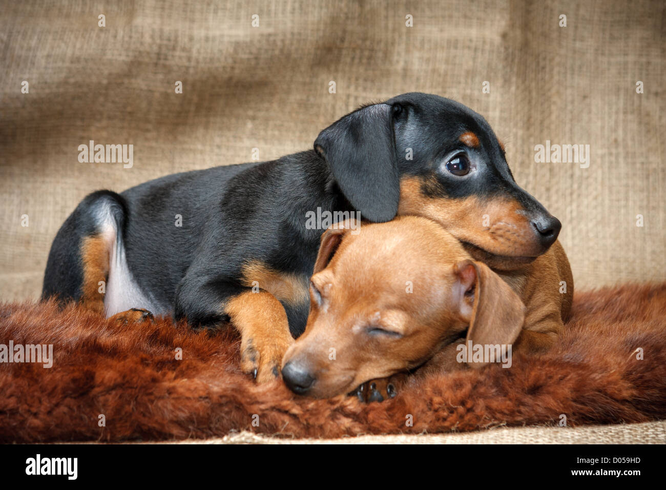 Le pinscher nain chiots, 2 mois Photo Stock - Alamy