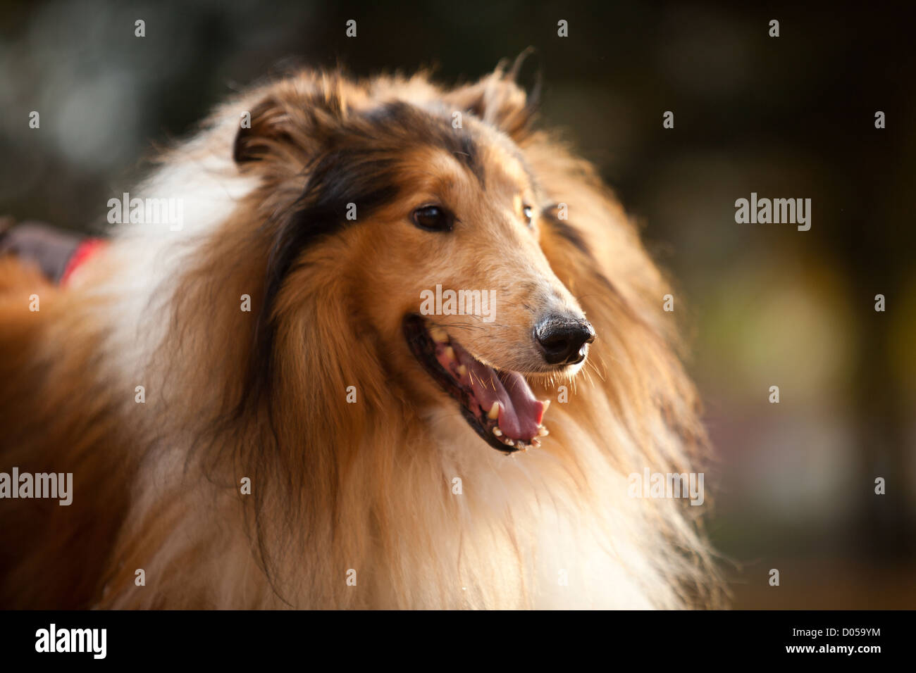 Portrait de Shetland Sheepdog dans la forêt Banque D'Images