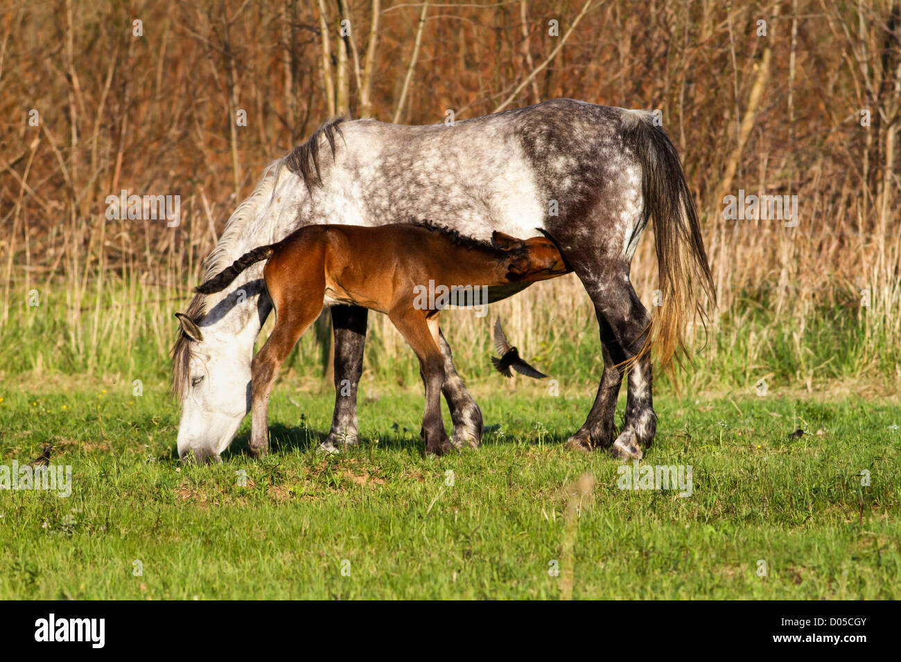 Famille de chevaux au pâturage Banque D'Images