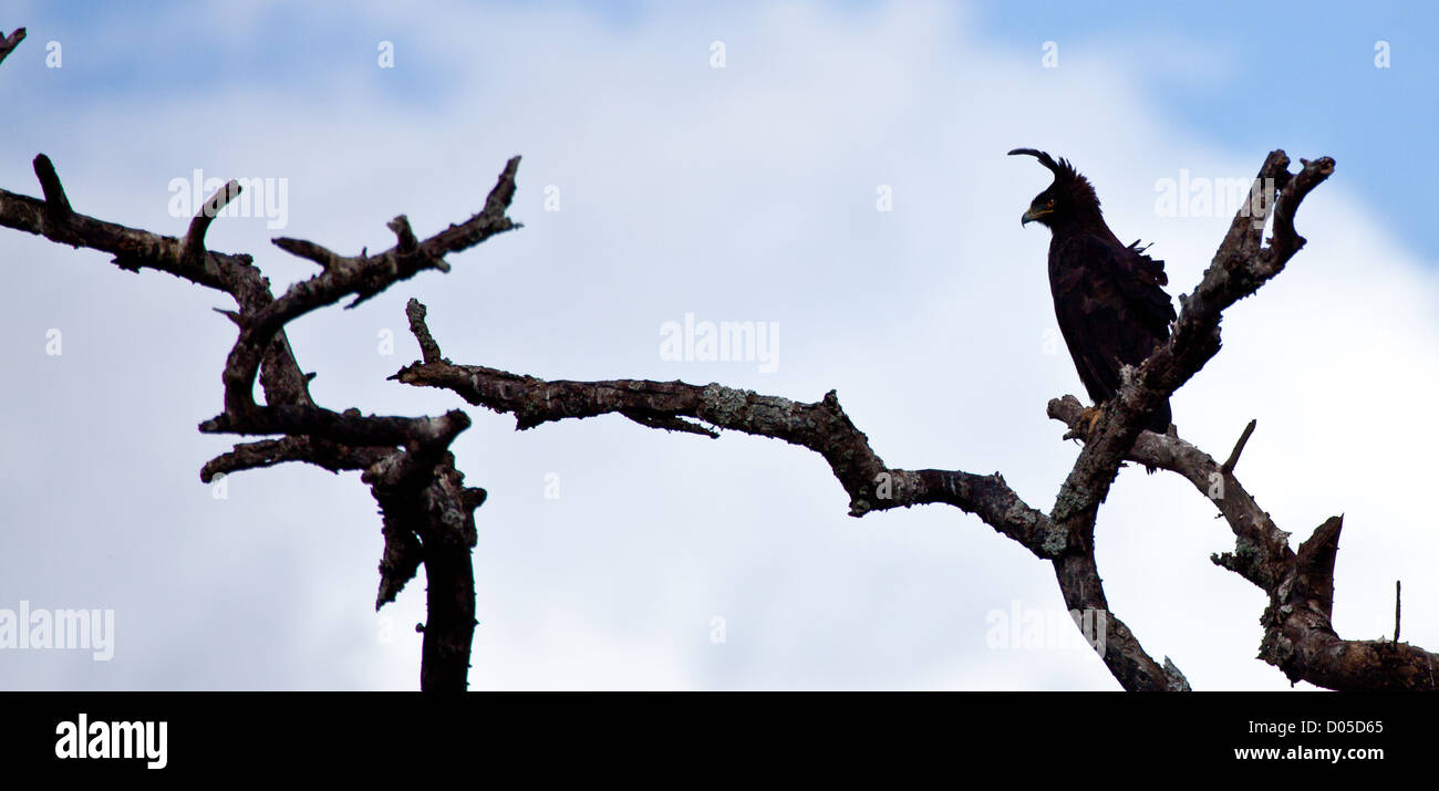 Un Long-Crested Eagle recherche de proies les branches d'un acacia. Parc national de Serengeti, Tanzanie Banque D'Images