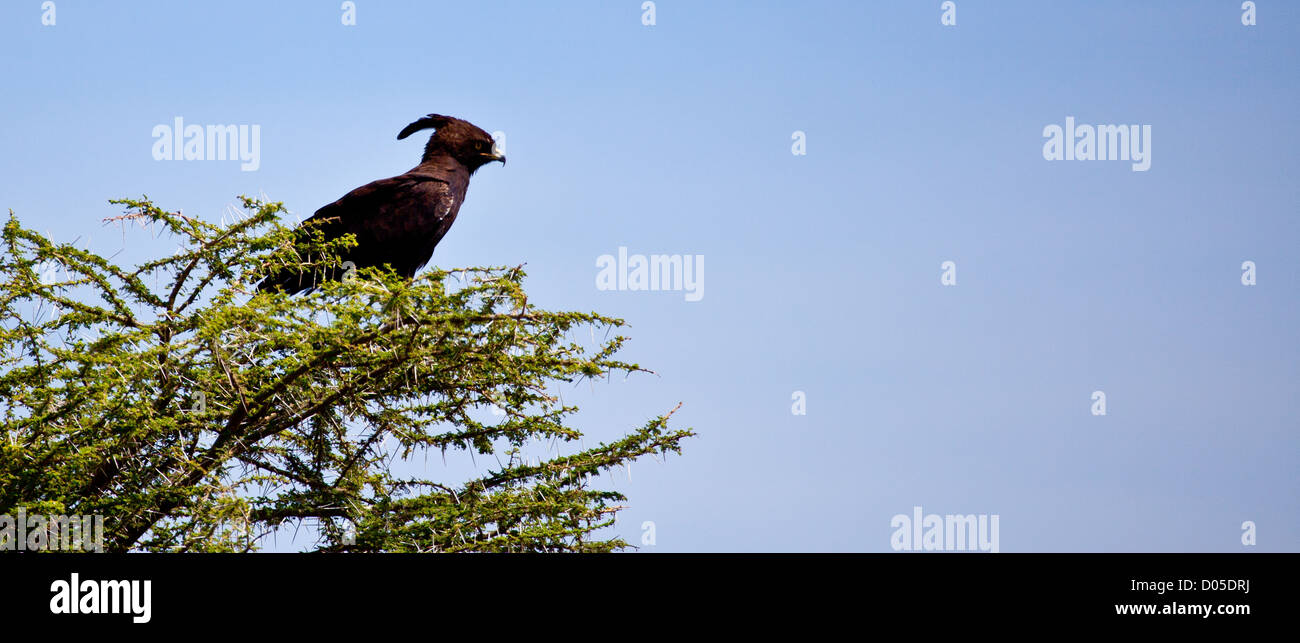 Un Long-Crested Eagle recherche de proies les branches d'un acacia. Parc national de Serengeti, Tanzanie Banque D'Images