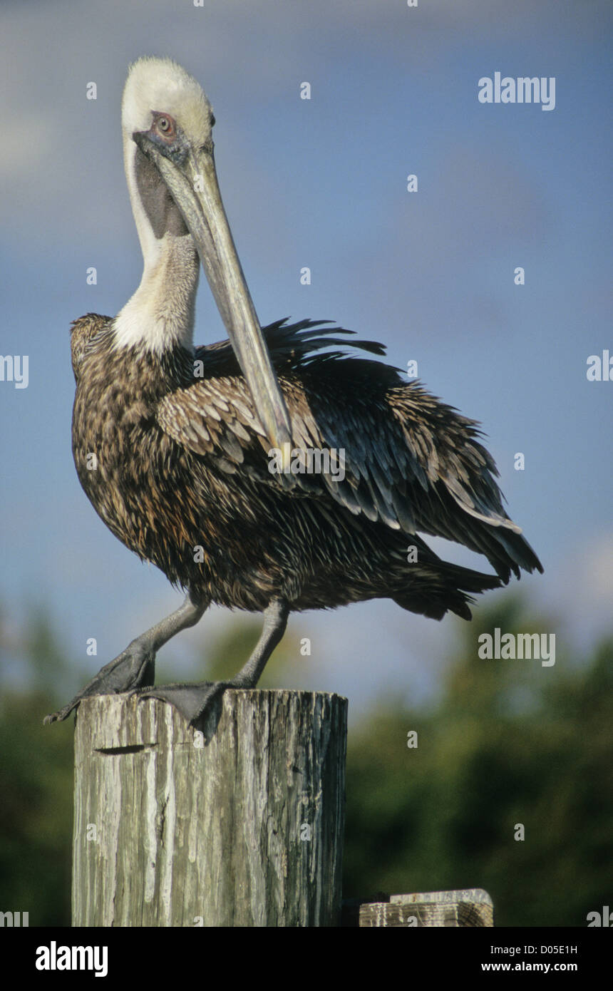 Un adulte grand Pelican se tient au sommet d'une jetée en bois sur une journée ensoleillée dans le sud-ouest de la Floride. Banque D'Images