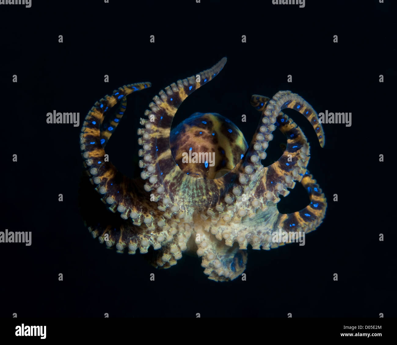 Blue Ringed Octopus la natation. Banque D'Images